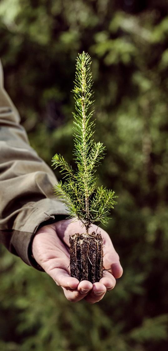 toisistamme menestyvän liiketoiminnan ja metsätalouden