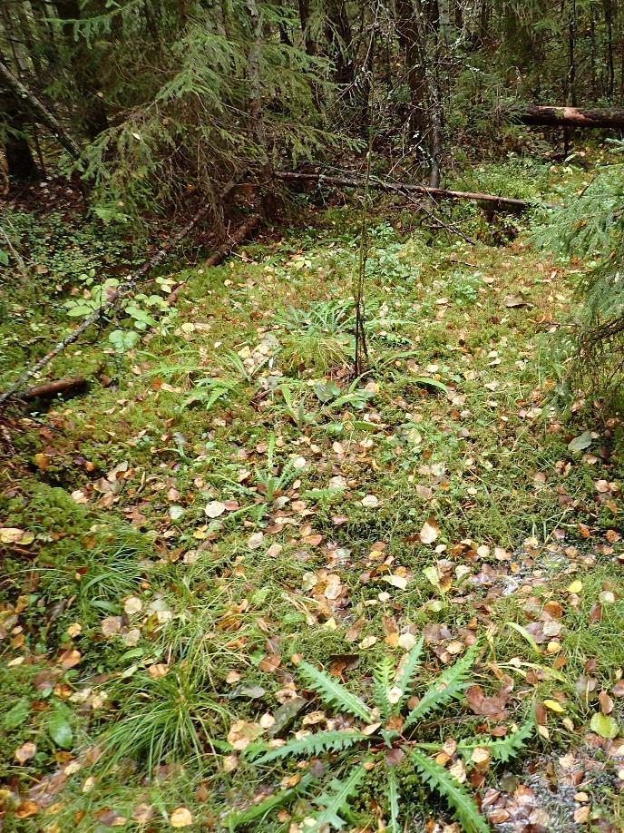 28 Kuva 3. Vasen yläkulma: Luonnontilainen mesotrofinen lähteikkö.