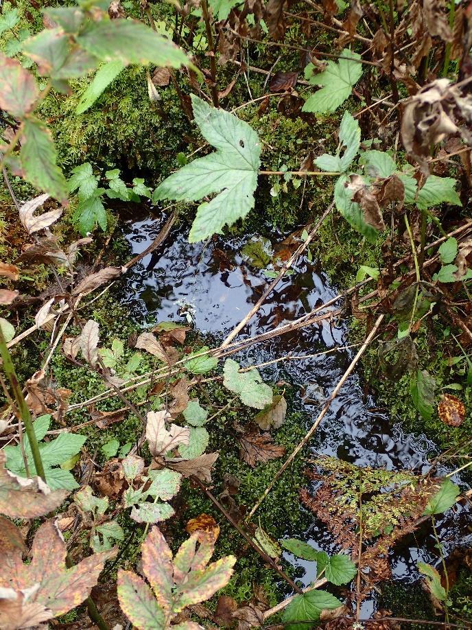 norolähteitä, joiden purkama vesi valuu hetteikkölähteen alueelle. Kuva otettu Huosiaiskorven lähteiköltä (MIE_005).