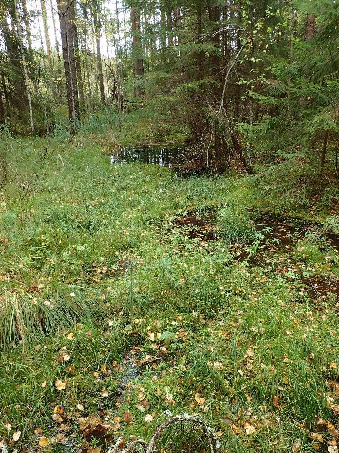 Veden purkautumistapaan perustuvassa luokittelussa tihkupinnat luetaan hetteikkölähteisiin, mutta luontotyypityksessä niitä on