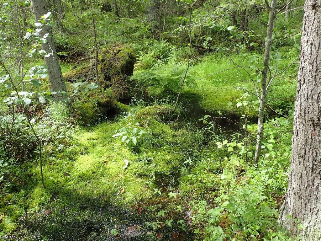 Kuva on otettu Lähdelamminkankaan lähteiköltä (MIE_004). Kuva 5.