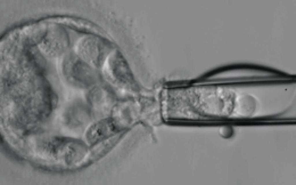 A B KUVA 2. A) Blastomeeribiopsia kolmen päivän ikäisestä alkiosta. B) Blastokystibiopsia viiden tai kuuden päivän ikäisestä alkiosta (kuvat: C Hydén-Granskog).