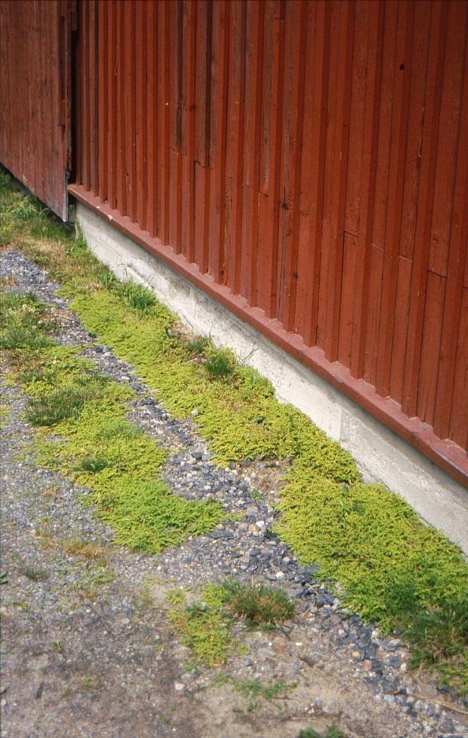 Kuva 8. Tyräruoho viihtyy aurinkoisen seinänkin vieressä. Keltainen väri kertoo, että siemenet varisevat. Kihokit Pyöreälehtikihokki (Drosera rotundifolia) ja pitkälehtikihokki (D.
