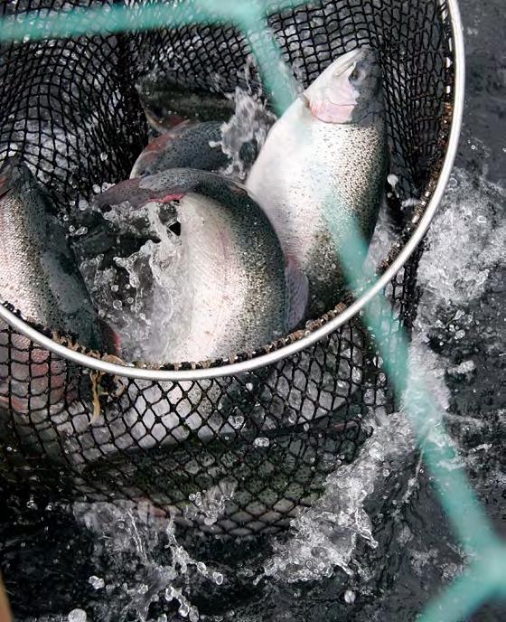 TERVEYTTÄ JA MAKUELÄMYKSIÄ KIRJOLOHESTA Kirjolohi on kalanystävälle varma, kotimainen valinta.