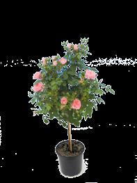 PELARGONIA tai