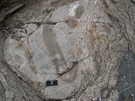 In the next deformation phase, D 3, the mica gneiss and the granite leucosome veins with isoclinal F 2 folds were refolded by F 3 folding (Fig. 2.2-4A).