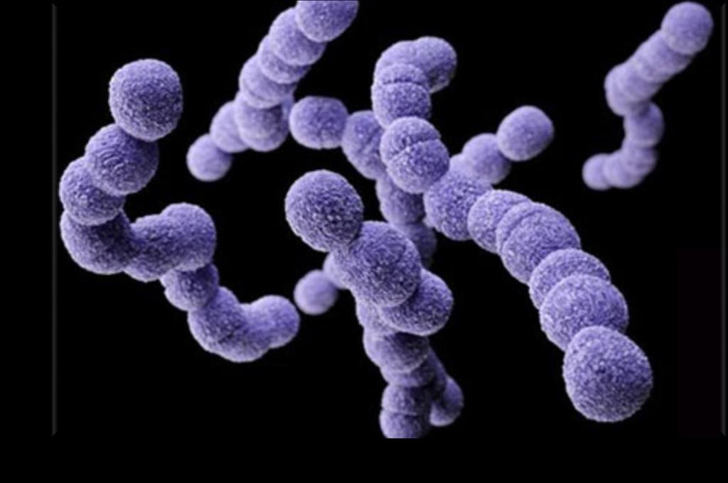 GBS B-ryhmän beetahemolyyttinen streptokokki Streptococcus agalactiae Gram + ketjukokki; 10 serotyyppiä (Ia, Ib, II-IX) n.