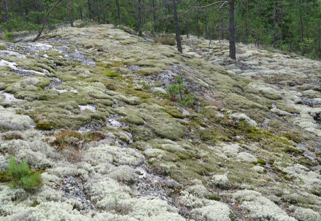 Nikulanmäen asemakaava-alueen kallioalueiden