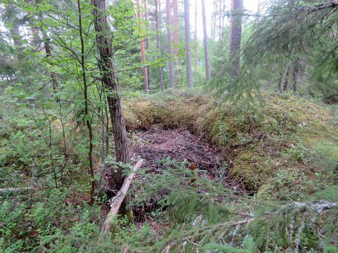 Inventointilöydöt - Aiemmat tutkimukset Inventointimenetelmät Pintahavainnointi, valokuvaus Kuvaus: Kohteesta Jakku 1 noin 10-20 m pohjoiseen, saman törmän yläpuolella, on rivissä kolme kuoppaa.