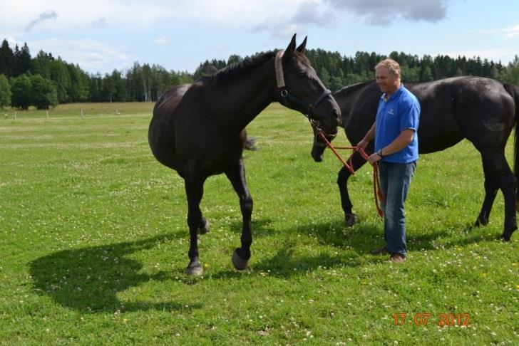 Toimintamuoto vaikuttaa tallien kokoon