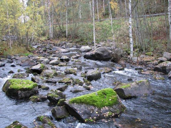 1 Muuramenjoen smolttipoikastuotannon on arvioitu olevan noin 15-2 vaelluspoikasta vuodessa (Syrjänen ym. 214).