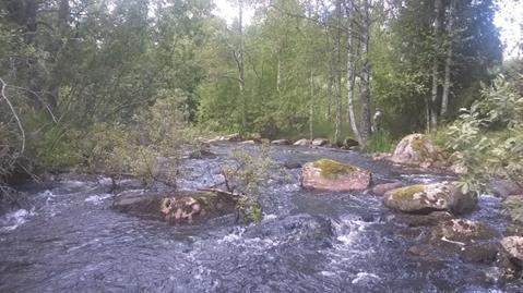 Karkeasti ottaen Muuramenjoki tuottaisi ko. poikastiheyksillä,2,31 vaelluspoikasta/m², joka tarkoittaa maksimissaan 2-3 -vuotiaiden tiheyksiä vain 3 kpl/aarille.