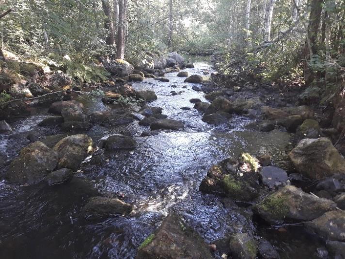 + taimenia/1 m² 17 3.1.8. Saajoki (valuma-alue 14.27) Saajoessa on noin 1 km päässä Päijänteestä ollut Iistamon mylly, joka oli aikoinaan ylösvaeltavalle taimenelle nousueste.