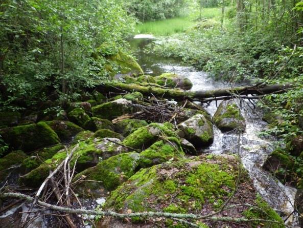 poikasta/1 m² 27 Kuvat 3. Haapajoen alin köngäs ja Kaukolantien siltarumpu. 3.2.4. Tyystjoki (valuma-alue 14.239) Tyystjoki laskee Päijänteen Synsiänlahteen.