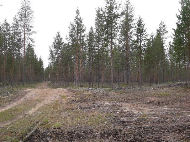 8/40 Maastotarkastelu tukee kairaustulosta, ja muodostuman pinnassa aines on pääosin hiekkaista rantakerrostumamateriaalia, kiviä on alueella hyvin vähän.