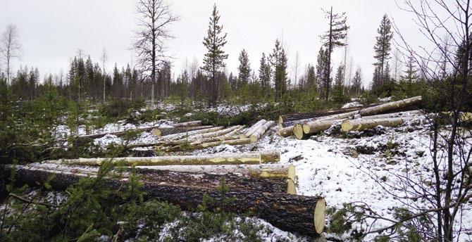 Metsätalouden kuulumiset Rovaniemeltä Vuosi 2018 on kääntymässä syksyyn. Puukauppa elää ennätysvuottaan meilläkin ja metsänhoitoja toteutetaan koventuvalla tahdilla.