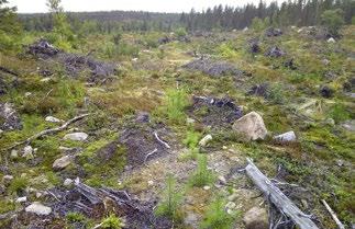 Puunkorjuu myrskytuhoalueella Heinäkuussa 2013 paikallinen myrsky aiheutti suurta vahinkoa Pekkalassa Naaravaaran ja Korkealehdon alueella.