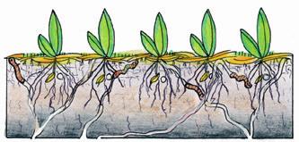 Maan pintakerroksen tiivistyessä kasvien kasvulle välttämätön muru- ja