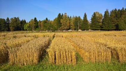 Sato, valkuainen ja HLP 2017, kevätvehnä Vehnän keskisato oli tänä vuonna n 5,3 t/ha, mikä on meidän luomukokeiden uusi ennätys.