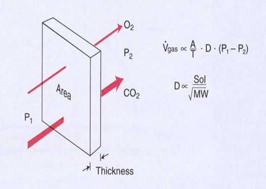 Respiratory physiology the