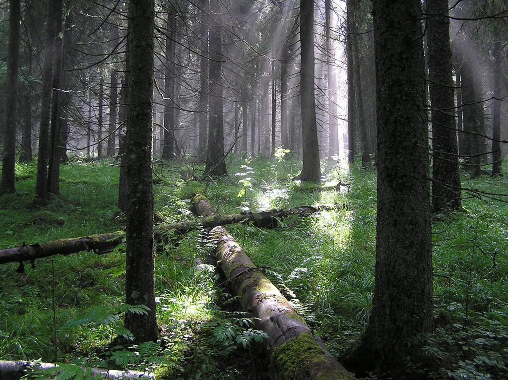 EU:n biodiversiteettistrategian tavoite on pysäyttää monimuotoisuuden väheneminen vuoteen 2020 mennessä.