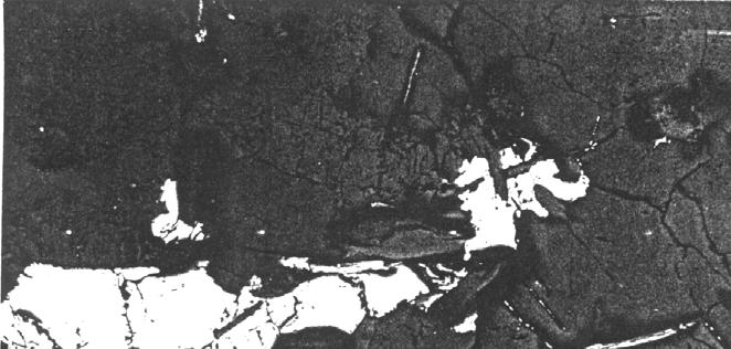 3 LIITE Mikroskooppivalokuva tasopolaroidussa pintavalossa Morgamojan