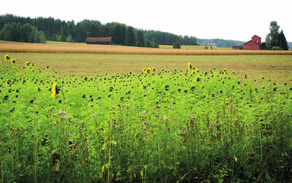 Kipsikäsittelyn tutkimusta jo yli 10 vuotta AINOA VALUMA-ALUETASOLLA TUTKITTU KEINO Kipsin vaikutusta savimaan eroosioon alkoi tutkia Erkki Aura 2000-luvun alussa.