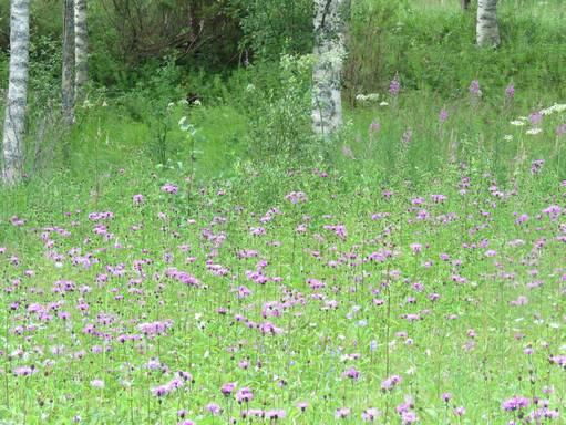 yläpuolella kuvattuna lounaaseen.