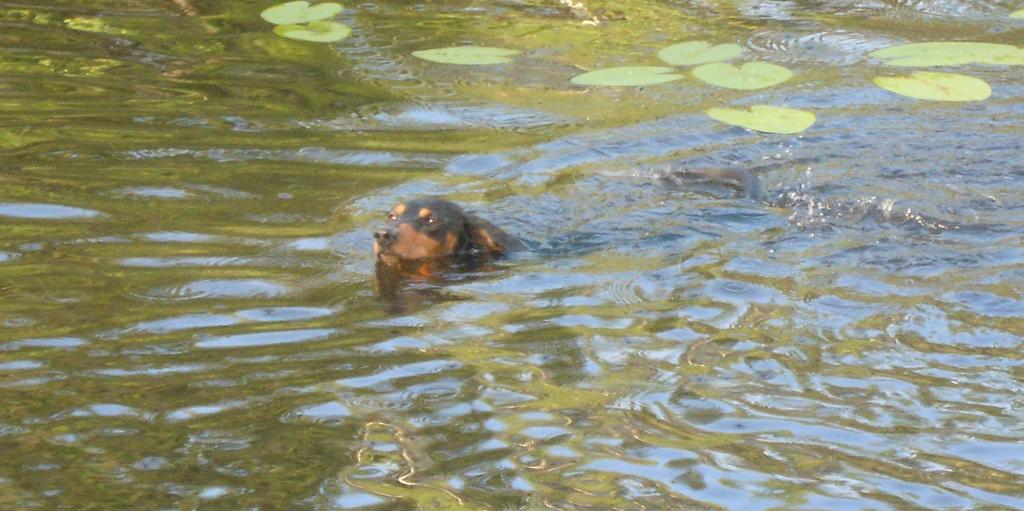 VERI-toimikunnan syyskuulumiset Kaunis ja lämmin kesä on takanapäin, mutta mikään ei estänyt kerhon vesiriista harrastajia kokoontumasta vetäjineen vetten äärelle tutustumaan vesiriistakokeen