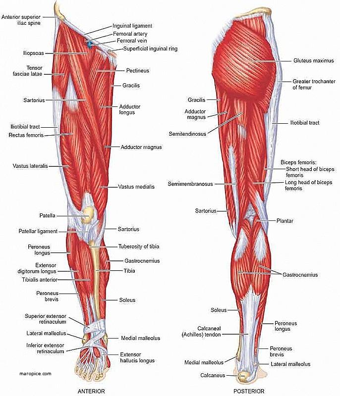 19 KUVA 5. Oikean puoleisen jalan lihakset (Human body diagram 2018) 4.3 Polvinivelen toiminta Polvinivel on pääasiassa yhdessä liikesuunnassa toimiva sarananivel.