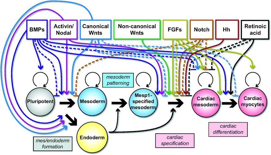2.1.2 Essential signalling pathways during cardiac development Cardiogenesis is a precise and complex process regulated by a number of signalling pathways and transcriptional regulators (Brade et al.