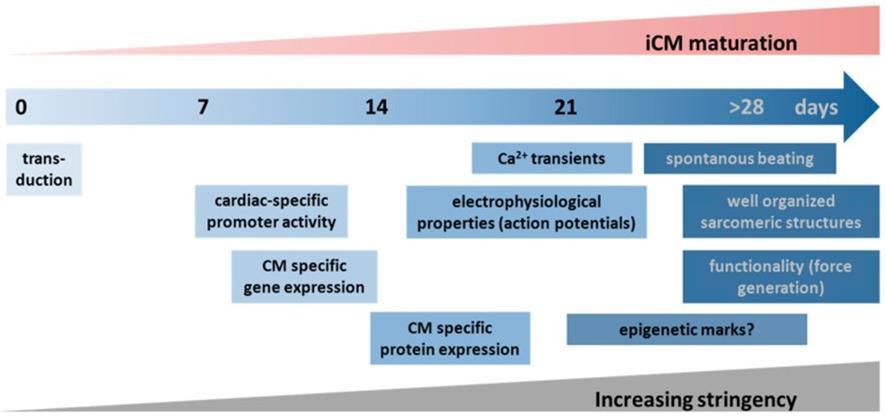 Figure 4. Reliability and stringency of different outcome measures used in direct cardiac reprogramming.