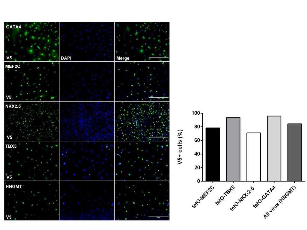 known. The transduction efficiency of the teto-hand2 viral vector could not be determined due to a stop codon located in the vector backbone before the C-terminus. Figure 7.