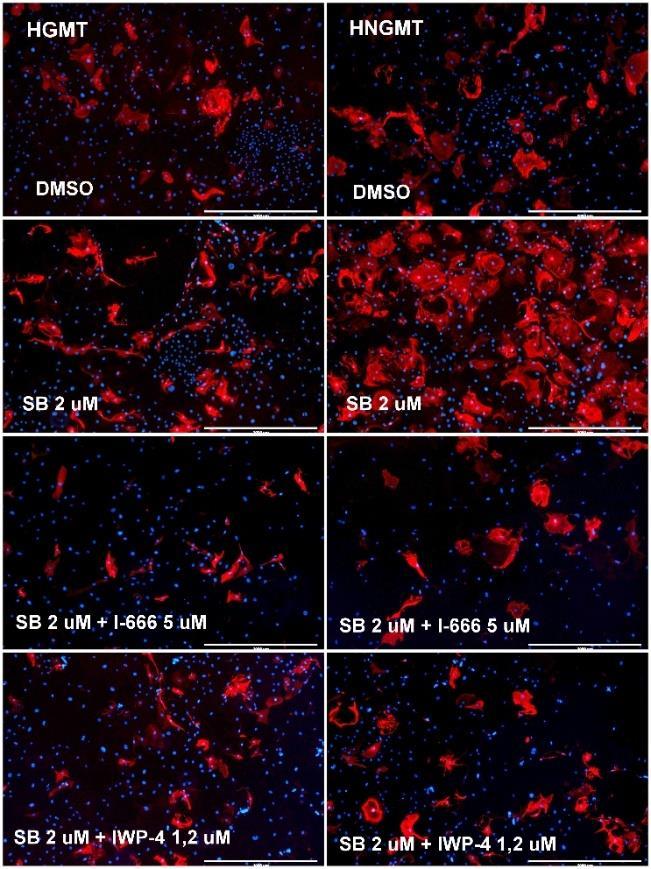 Figure 15. Representative immunocytochemistry images for HGMT- and HNGMTinduced cardiomyocytes (icms) treated with small-molecule compounds.