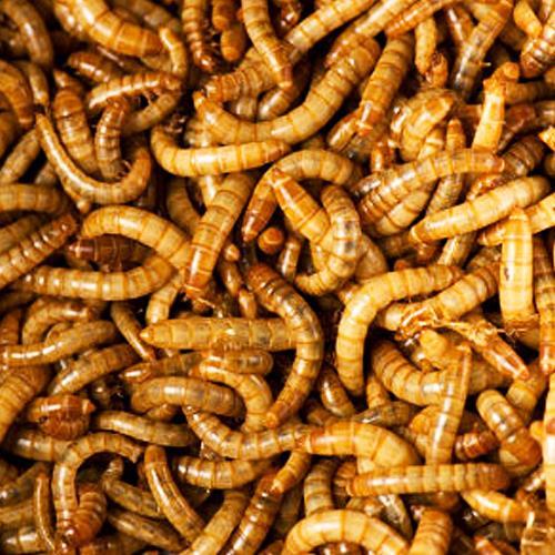 20 Hyönteisruokaa koskevaa tutkimusta on tehty erityisesti ravinnoksi kelpaavien hyönteisten ja näiden ravintoarvojen kartoittamiseksi.
