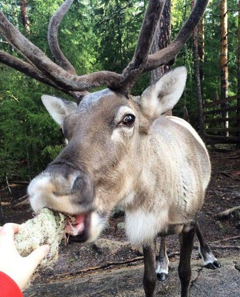 NUUKSION POROPUISTO Koe ripaus pohjoisen eksotiikkaa Suomen eteläisimmässä poropuistossa Nuuksiossa.