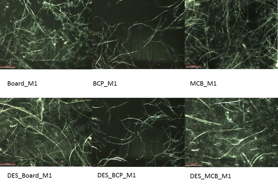31 Kuva 10. Näytteen M1 valomikroskooppikuvat. Mittajanan pituus on 500 µm. Kuidut ovat myös lyhentyneet ja kuidun pinnat ovat hajonneet enimmäkseen tai osittain.