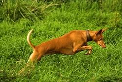 Kanarianpodenco, liikkeet
