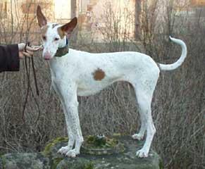 SÄKÄKORKEUS: Urokset 55-64 cm, nartut 53-60 cm.