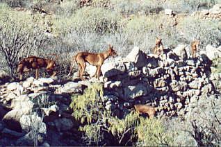 Kanarianpodenco SVKL