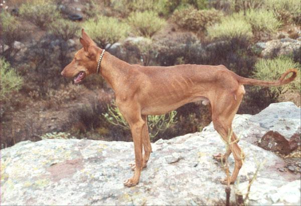 Kanarianpodenco, yleisvaikutelma YLEISVAIKUTELMA: Keskikokoinen, pitkähkölinjainen, hoikka, kevytrakenteinen ja erittäin vastustuskykyinen. Luusto on hyvin kehittynyt.