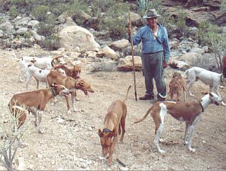 Kanarianpodenco, käyttäytyminen KÄYTTÄYTYMINEN / LUONNE: Peloton,