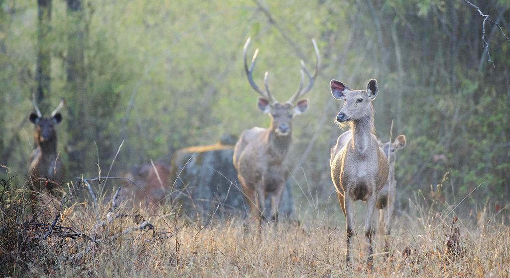 To 4.4.2019. Bandhavgarh National Park (A, L, P) Kolmas safaripäivä Bandhavgarhin kansallispuistossa.