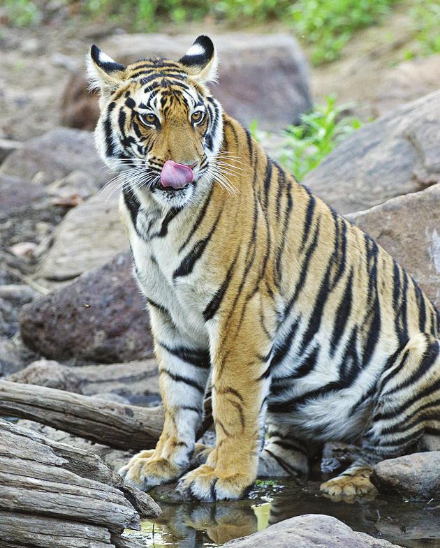 TIIKERISAFARI & SARVIKUONOT 24.3.-9.4.2019 Monipuolinen safarimatka tutustuttaa Intian upeimpiin suurnisäkkäisiin: Bengalintiikeri, aasiansarvikuono, villi intiannorsu, vesipuhvelit.