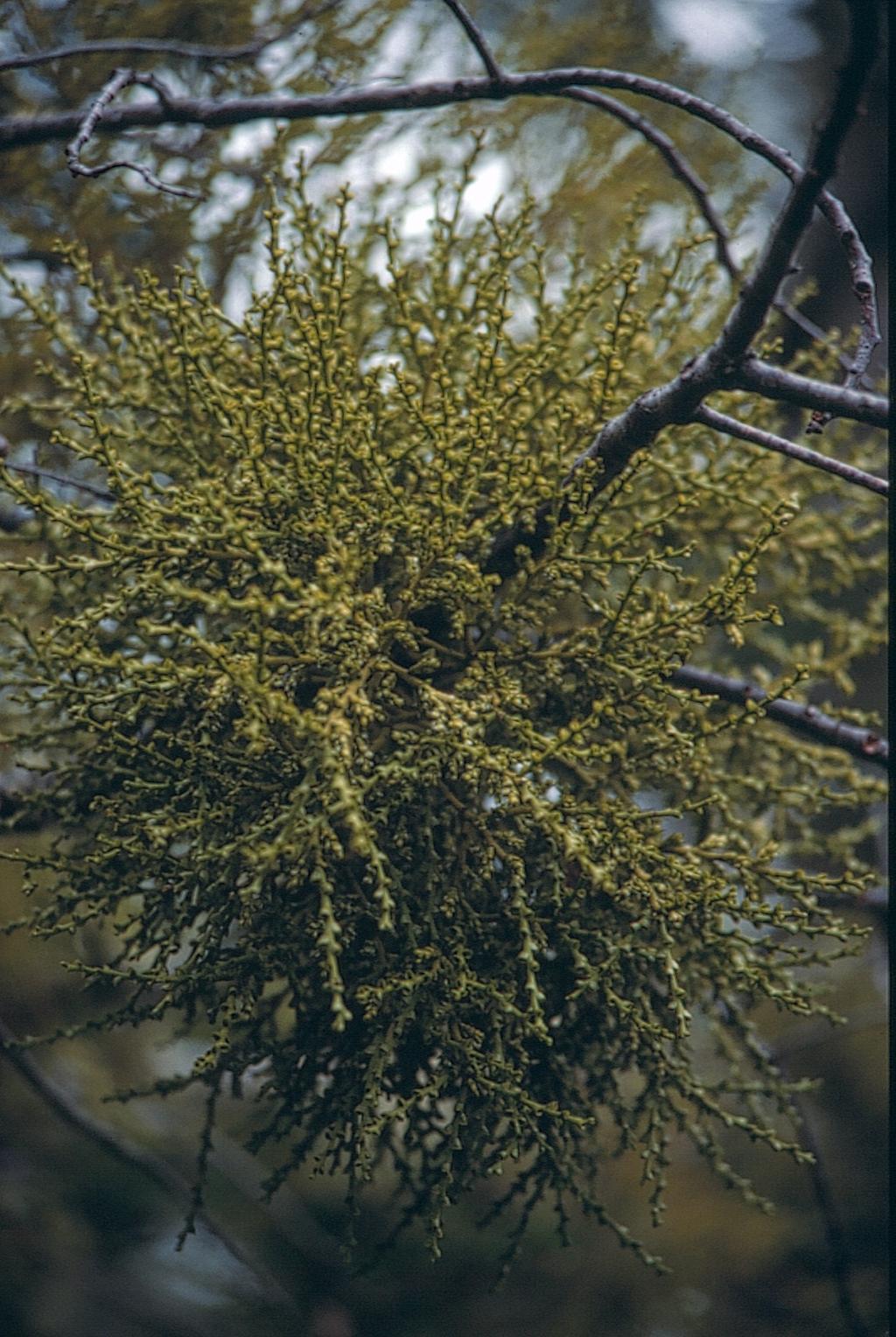 ponnen seinämä! Saxifragales! siitepölyn ulkopinta! piikkinen! rosidit!