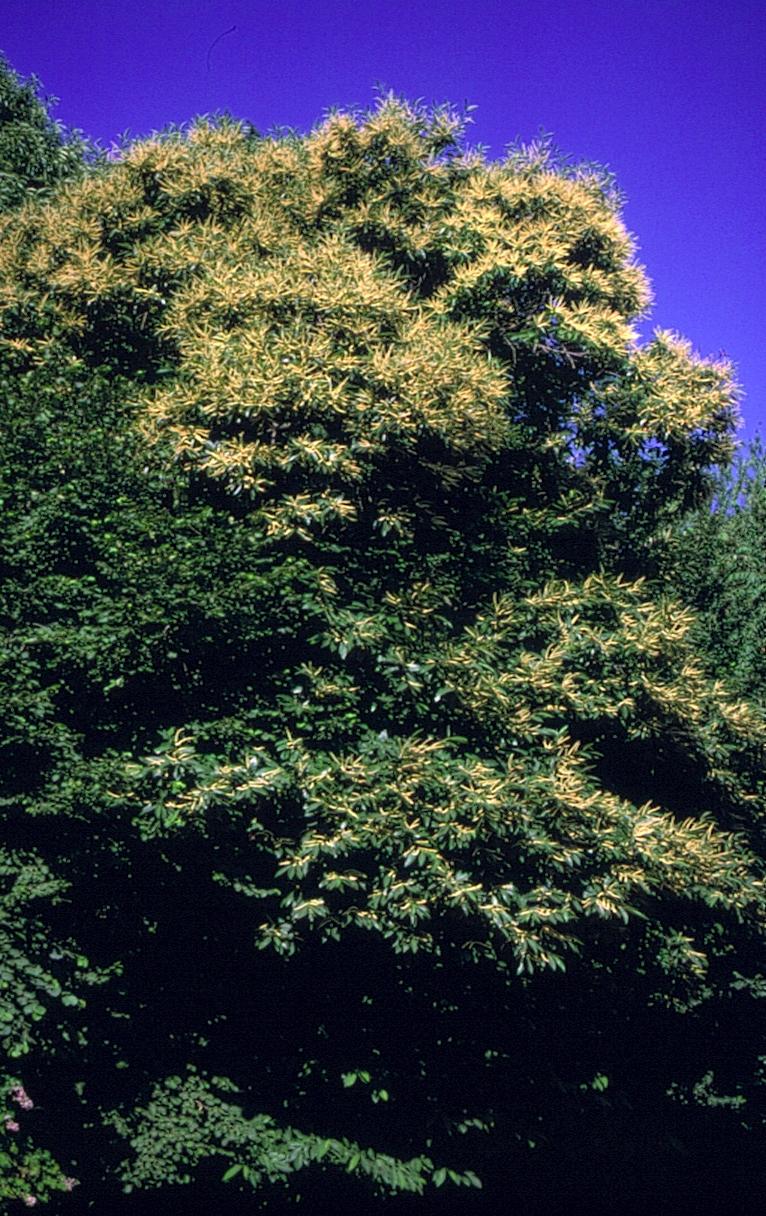 Fagaceae - pyökkikasvit yhtyneitä emejä 3 (6) sikiäin kehänalainen, 3(tai 6-)lokeroinen ja -vartaloinen hedelmä pähkinä, endospermi vähäinen/puuttuu hedenorkot lukuisten pikkuviuhkojen muodostamia