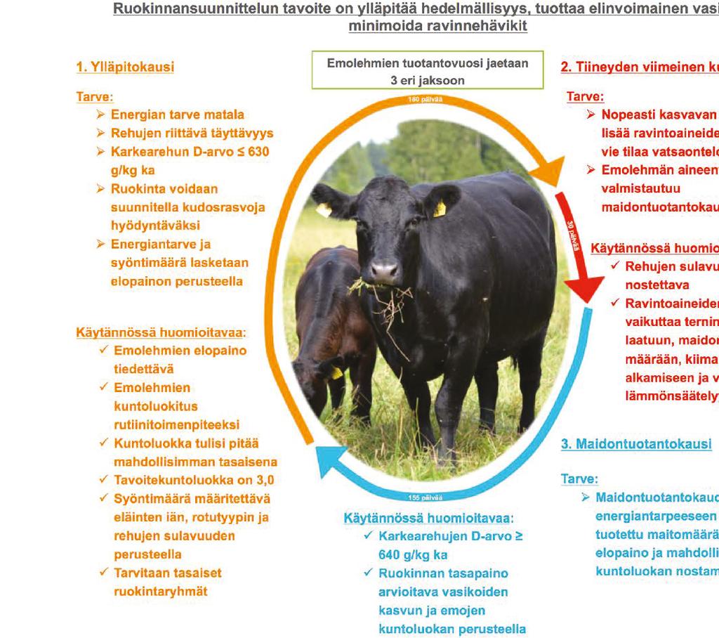 4. Emolehmän ruokinnan vuosirytmi Emolehmien ruokinnan tärkein tavoite on säilyttää emojen terveys, hedelmällisyys ja haluttu tuotannon taso.