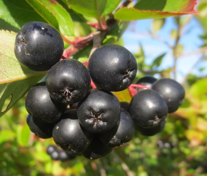 Aroonia sordid (7) Aronia melanocarpa Aron