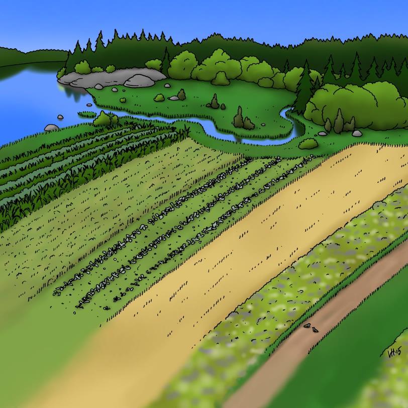 Sekaviljelyn toteutusmuotoja Sekaviljelyn muotoja: seosviljely (mixed intercropping) rivisekaviljely (row intercropping) kaistasekaviljely (strip intercropping) vuorosekaviljely (relay intercropping)