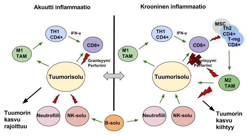 14 Kuva 1 (DeNardo 2007): Tulehduksen akuuttivaiheessa (vasen puoli) M1-makrofagit (TAM: tumor-associated macrophages) esittelevät MHC I molekyyliensä välityksellä tunnistamiaan kasvainantigeenejä